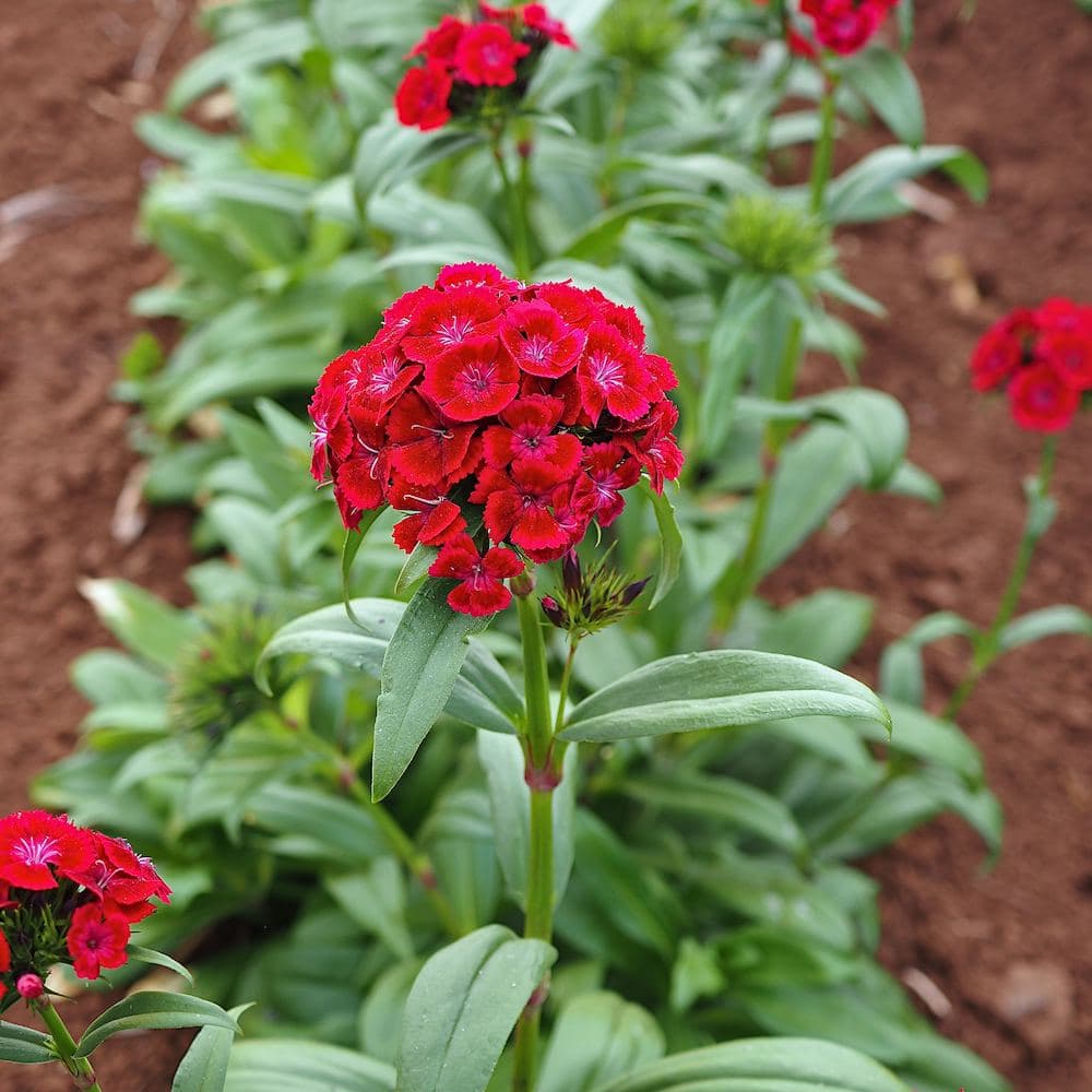Organic Sweet William Barcelona Red Seed