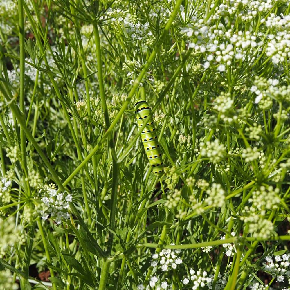 Organic Anise Seed