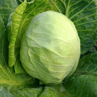 Organic Dowinda Cabbage Seed